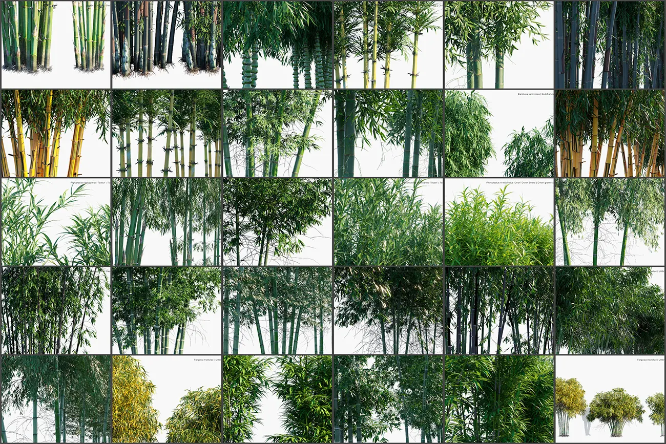 精品高质量竹子3D模型素材_多种著名竹种分类齐全_园林设计可用下载含高清贴图bamboo plant c4d model